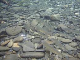 Image result for Salvelinus confluentus