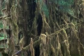 Attēlu rezultāti vaicājumam “Isothecium myosuroides”