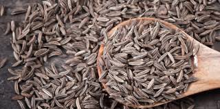 Image result for Carum carvi