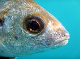 Image result for Pomadasys incisus