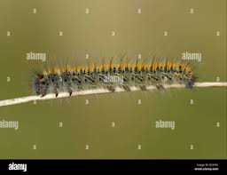 Attēlu rezultāti vaicājumam “Lasiocampa trifolii male”