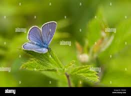 Attēlu rezultāti vaicājumam “Cyaniris semiargus”