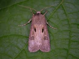 Attēlu rezultāti vaicājumam “Agrotis exclamationis”