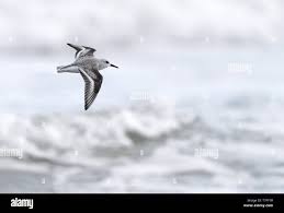 Attēlu rezultāti vaicājumam “Calidris alba”