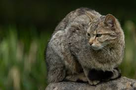 Attēlu rezultāti vaicājumam “Felis silvestris catus adult”