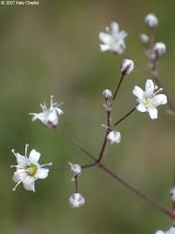 Attēlu rezultāti vaicājumam “Gypsophila fastigiata bud”