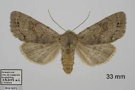 Attēlu rezultāti vaicājumam “Orthosia populeti”