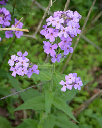 Image result for Hesperis matronalis