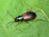 Attēlu rezultāti vaicājumam “Anchomenus dorsalis”