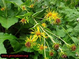 Attēlu rezultāti vaicājumam “Inula helenium leaf”