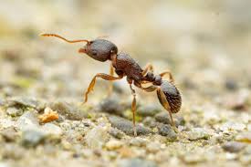 Attēlu rezultāti vaicājumam “Formicidae”