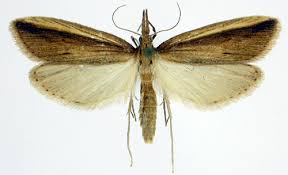 Attēlu rezultāti vaicājumam “Donacaula mucronella”