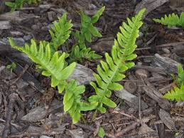 Attēlu rezultāti vaicājumam “Polypodium vulgare”