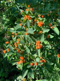 Attēlu rezultāti vaicājumam “Lonicera tatarica fruit”