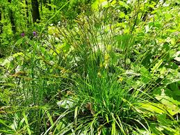 Attēlu rezultāti vaicājumam “Carex digitata”