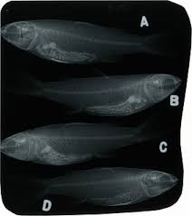 Image result for Mugil curema