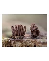 Attēlu rezultāti vaicājumam “Stemonitis sp.”