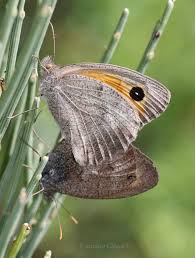 Attēlu rezultāti vaicājumam “Hyponephele lycaon male”