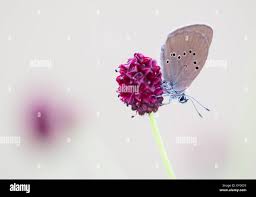 Attēlu rezultāti vaicājumam “Maculinea teleius underside”