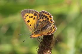 Attēlu rezultāti vaicājumam “Lycaena virgaureae female”