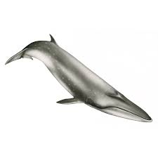 Image result for Balaenoptera borealis