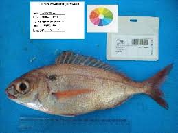 Image result for Pagellus bogaraveo