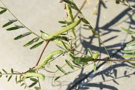 Attēlu rezultāti vaicājumam “Vicia cracca fruit”