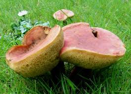 Attēlu rezultāti vaicājumam “Xerocomus rubellus”