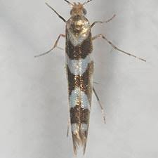 Attēlu rezultāti vaicājumam “Argyresthia goedartella”