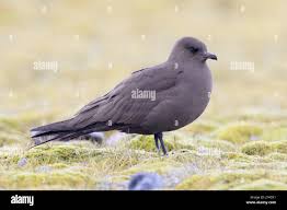 Attēlu rezultāti vaicājumam “Stercorarius parasiticus adult”