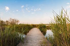 Image result for parque natural de camargue