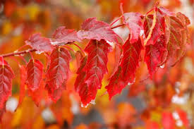 Attēlu rezultāti vaicājumam “Acer tataricum subsp. ginnala leaf”