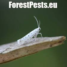 Attēlu rezultāti vaicājumam “Yponomeuta malinellus / cagnagella imago”