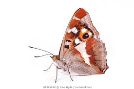 Attēlu rezultāti vaicājumam “Apatura iris male”