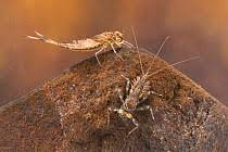 Attēlu rezultāti vaicājumam “Siphlonurus”