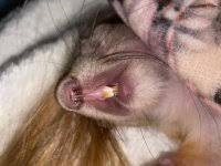 Картинки по запросу белку зажевало в диск