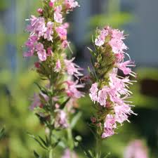 Image result for Ysop