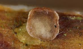 Attēlu rezultāti vaicājumam “Diderma ochraceum spores”