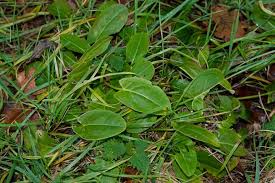 Attēlu rezultāti vaicājumam “Rumex acetosa fruit”