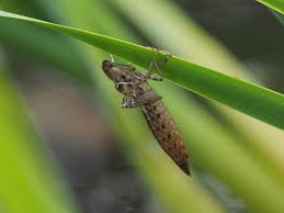 Attēlu rezultāti vaicājumam “Tenthredo scrophulariae exuvia”