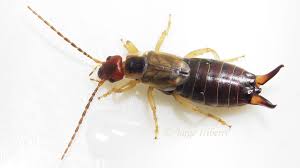 Attēlu rezultāti vaicājumam “Forficula auricularia”