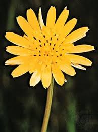Attēlu rezultāti vaicājumam “Tragopogon pratensis subsp. pratensis flower”