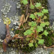 Attēlu rezultāti vaicājumam “Saxifraga tridactylites fruit”