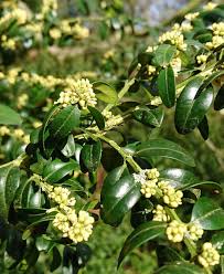 Attēlu rezultāti vaicājumam “Buxus sempervirens flower”