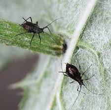 Attēlu rezultāti vaicājumam “Uroleucon cirsii”