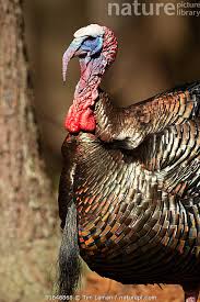 Attēlu rezultāti vaicājumam “Meleagris male”