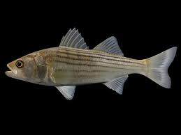 Image result for Morone saxatilis