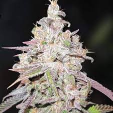 Resultado de imagen para la marihuana channel