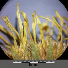 Attēlu rezultāti vaicājumam “Inula britannica bud”