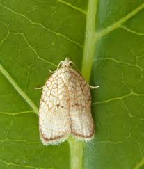 Attēlu rezultāti vaicājumam “Acleris forsskaleana”